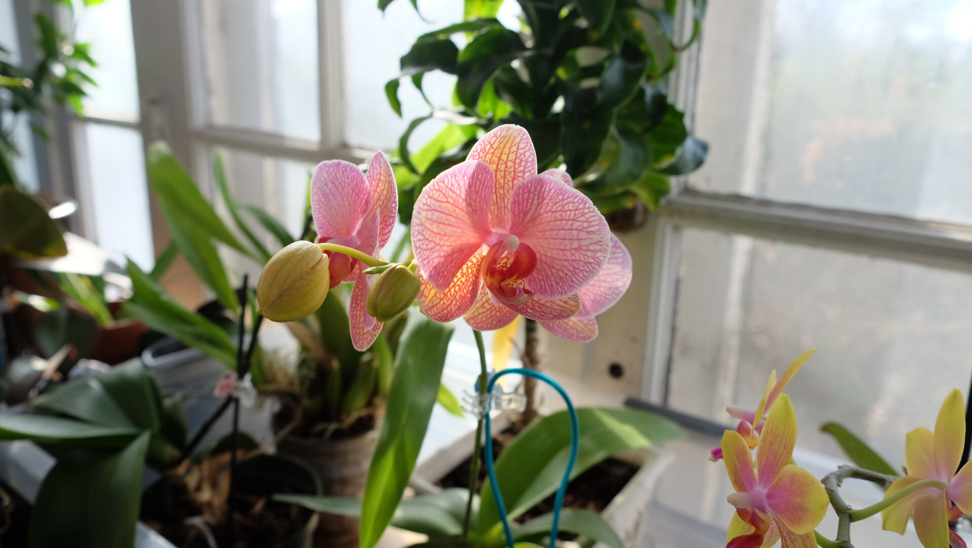 Indoor Garden